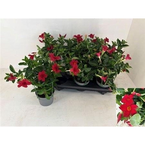 Mande Rio Rood 3+