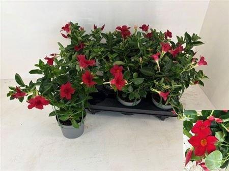 <h4>Mande Rio Rood 3+</h4>