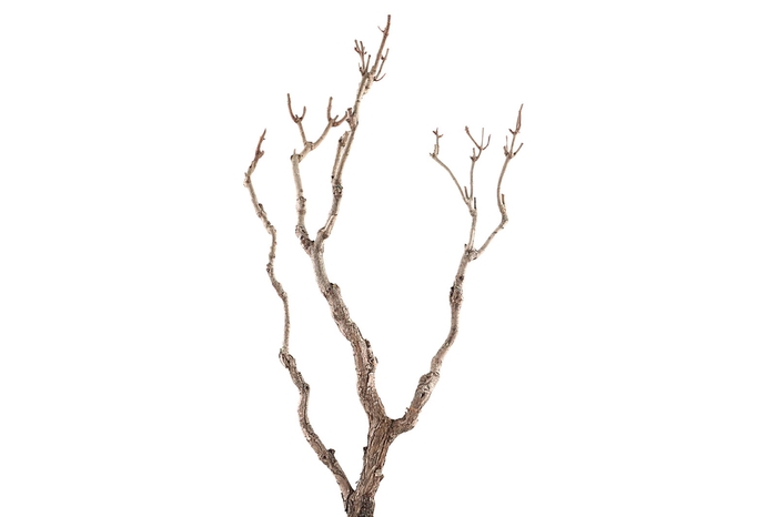 <h4>Syringa Branch Extra Maslanka</h4>