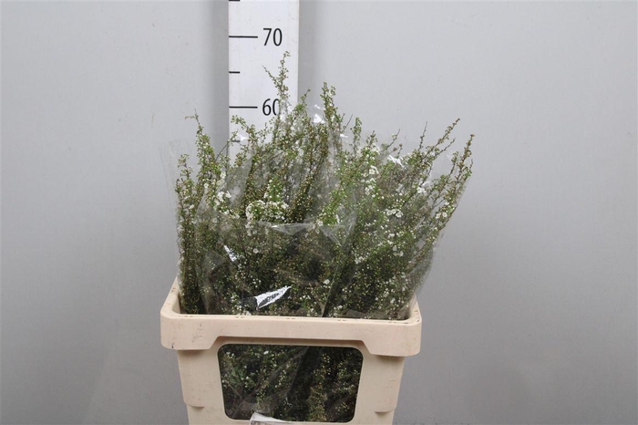 <h4>Spirea C Grefsheim</h4>