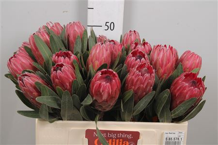<h4>Protea Red Ice</h4>