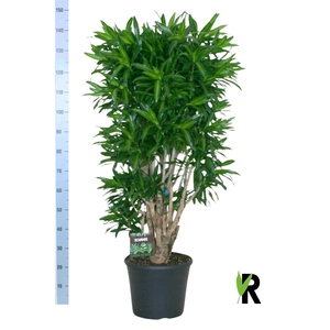 Dracaena refl. 'Song of Jamaica'