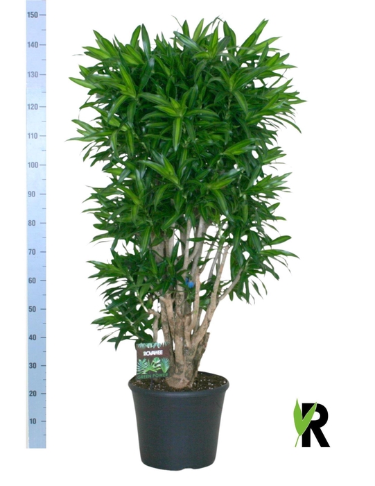 <h4>Dracaena refl. 'Song of Jamaica'</h4>
