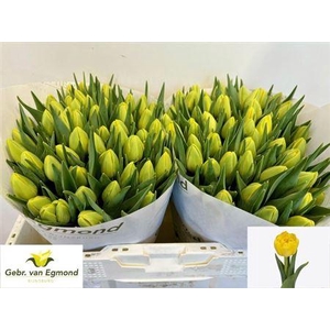 Tu Du Double Trouble