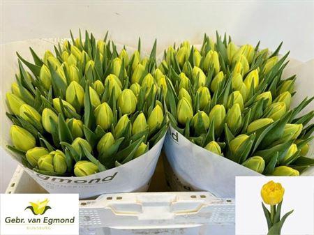 <h4>Tu Du Double Trouble</h4>