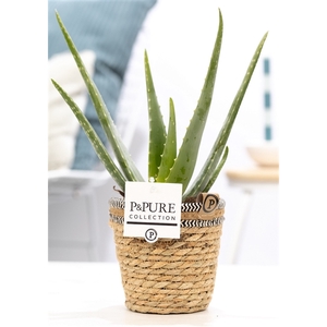 Aloe Vera in P&PURE Basket 6