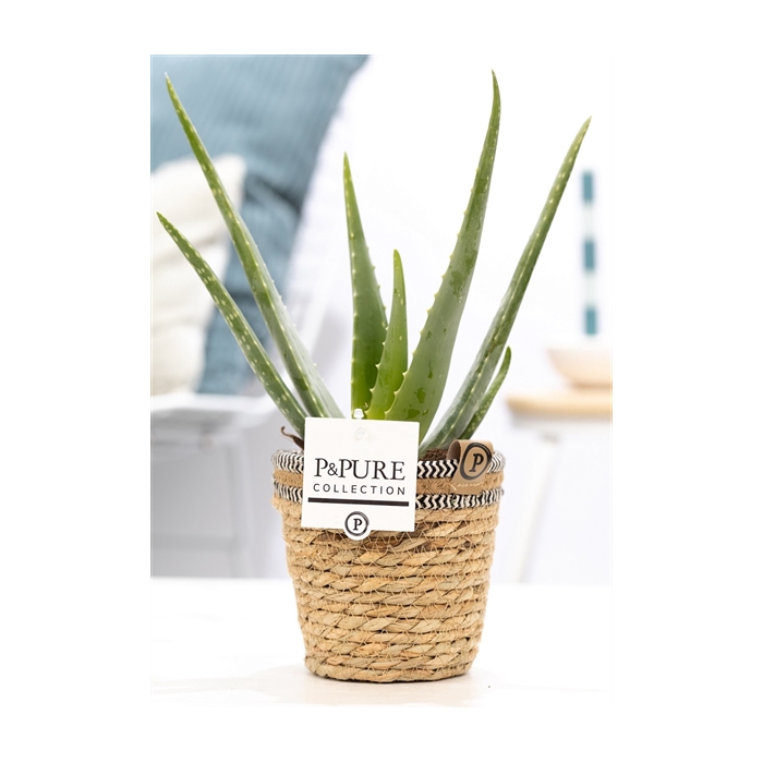 <h4>Aloe Vera in P&PURE Basket 6</h4>