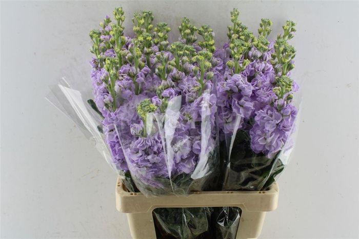 <h4>Matth Iron Lavendel</h4>