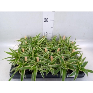 Chlorophytum com. 'Ocean'