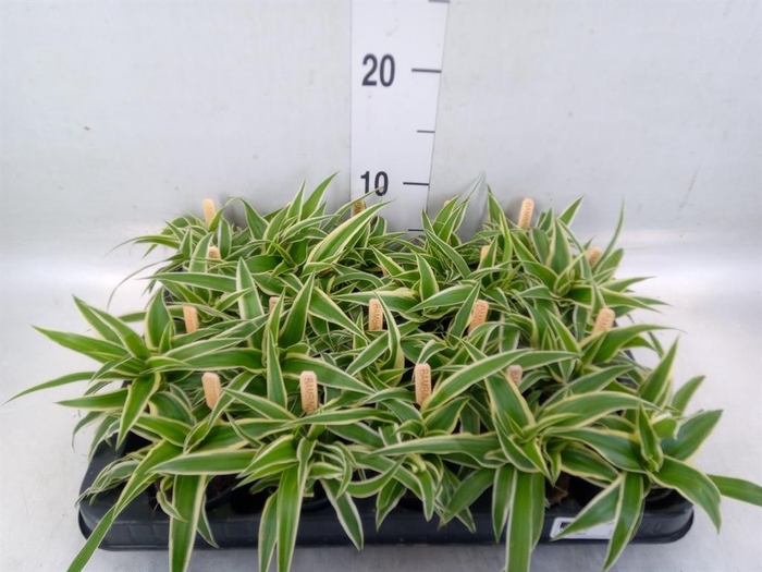 <h4>Chlorophytum com. 'Ocean'</h4>
