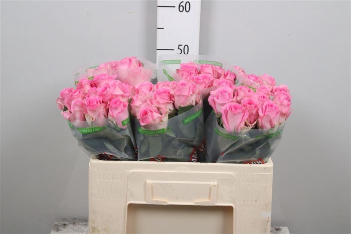 <h4>R Gr Revival</h4>