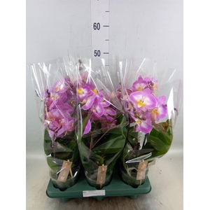 Phalaenopsis  'Spirit Pink'