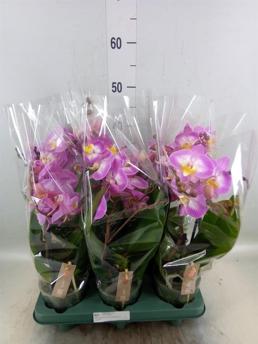 <h4>Phalaenopsis  'Spirit Pink'</h4>