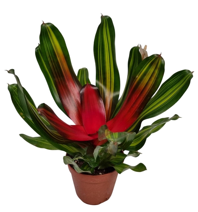 <h4>NEO FREDDIE</h4>