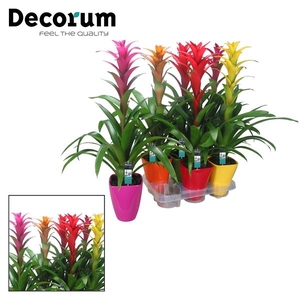 Guzmania variés