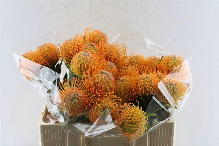 <h4>Leuco Co Soleil</h4>