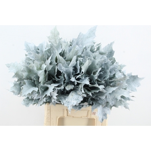 QUERC RUBRA FROST WIT