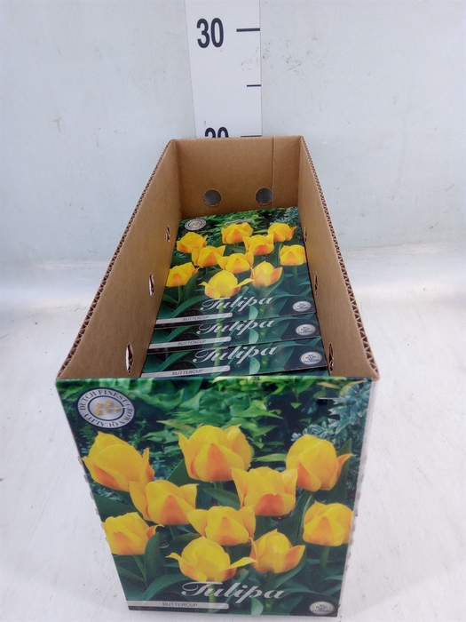 <h4>Tulipa   ...flowerbulbs</h4>