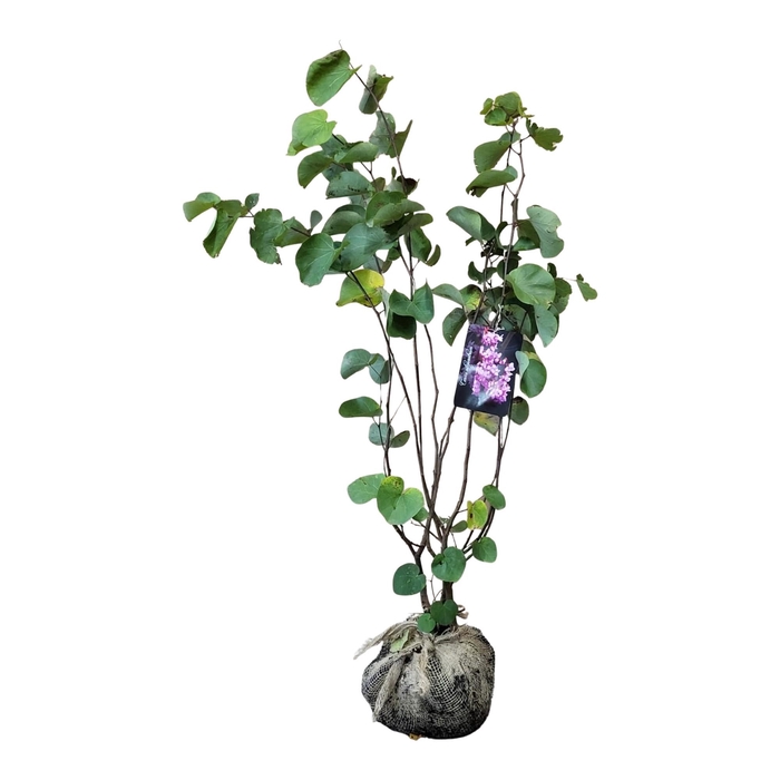 <h4>Cercis siliquastrum</h4>