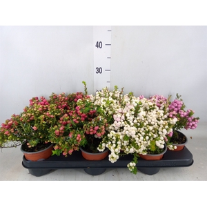 Gaultheria mucronata