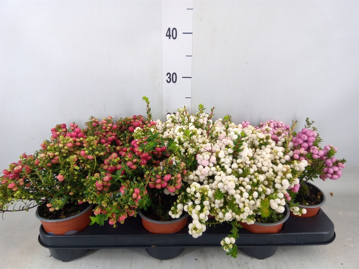 <h4>Gaultheria mucronata</h4>