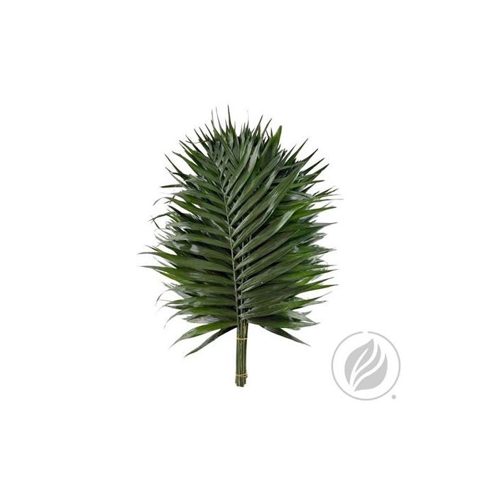 <h4>TEEPEE</h4>