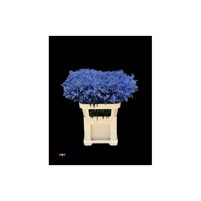 <h4>Solidago Blue 80cm</h4>