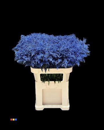 Solidago Blue 80cm
