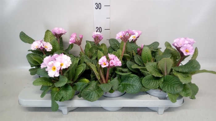 <h4>Primula elat.</h4>