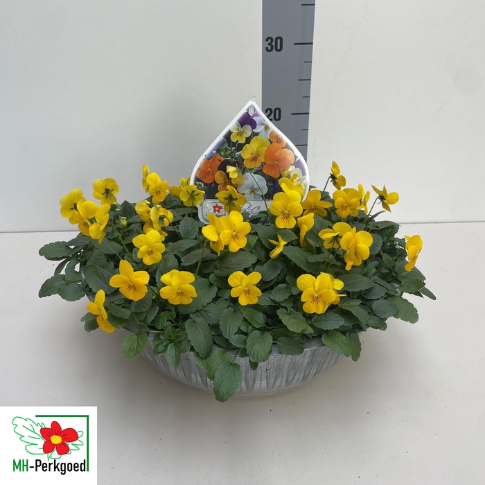 <h4>VIO CO SORBET GEM</h4>