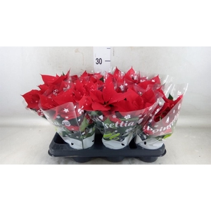 Euphorbia pulc. 'Skystar'