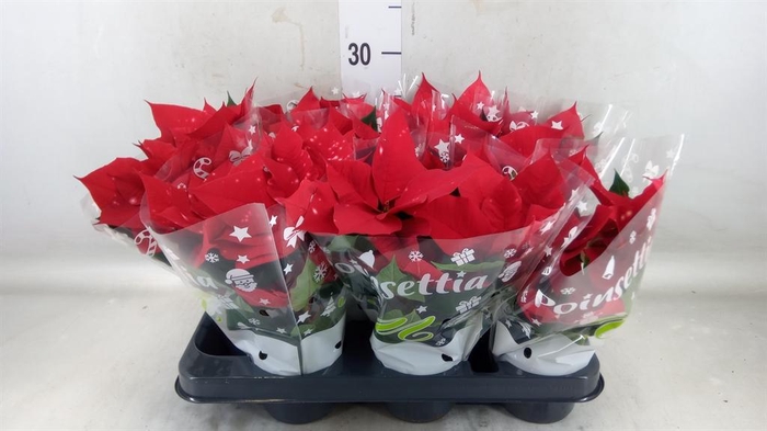 <h4>Euphorbia pulc. 'Skystar'</h4>