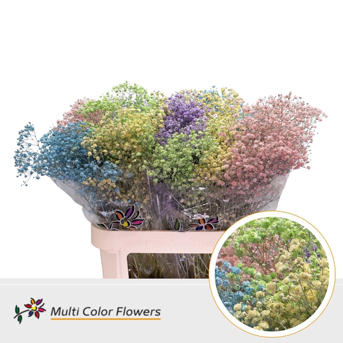 <h4>Gyps Grof Rainbow</h4>