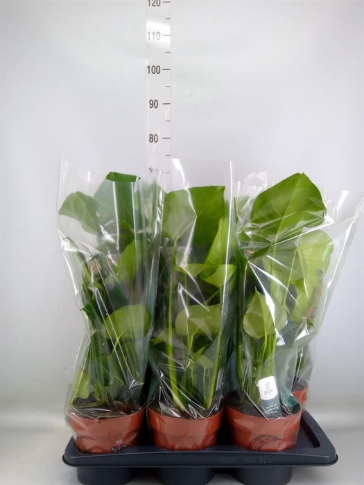 <h4>Monstera delic.</h4>