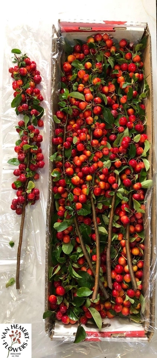 <h4>Malus Red Sentinel</h4>