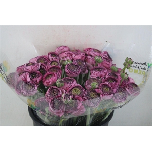 Ran Cloni Sup Cappucino Purple