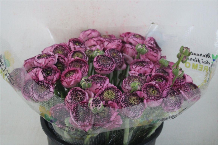 <h4>Ran Cloni Sup Cappucino Purple</h4>