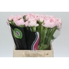 Ranunculus Clooney Lady Extra