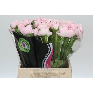 Ranunculus Clooney Lady Extra