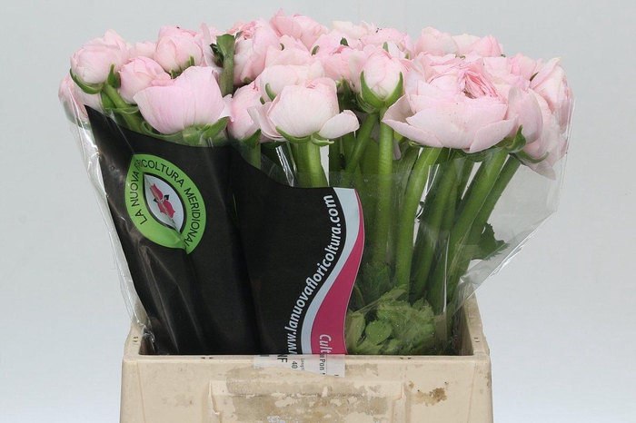 Ranunculus Clooney Lady Extra