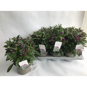 Gomphrena globosa 'Purple Dots'