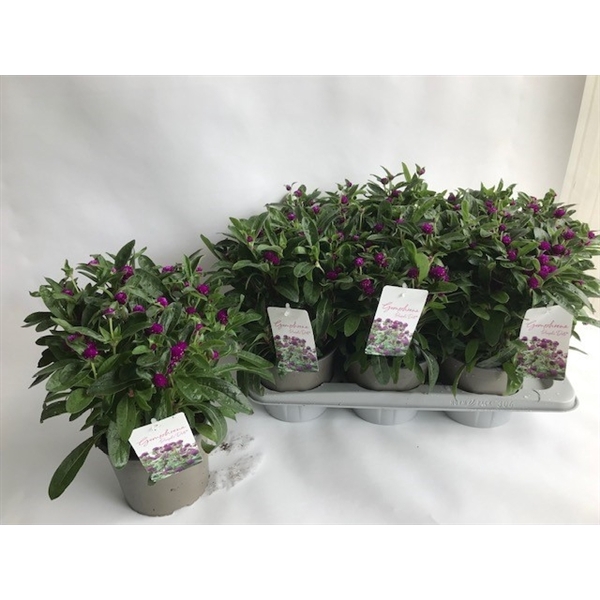 <h4>Gomphrena globosa 'Purple Dots'</h4>