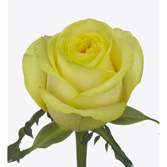 <h4>Rosa large flowered Journal+</h4>