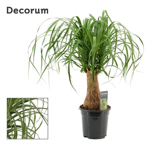 Beaucarnea recurvata
