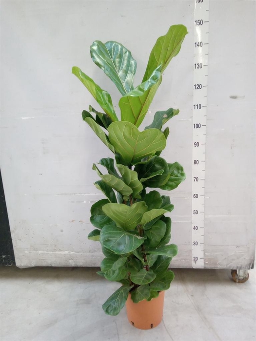 <h4>Ficus lyrata</h4>