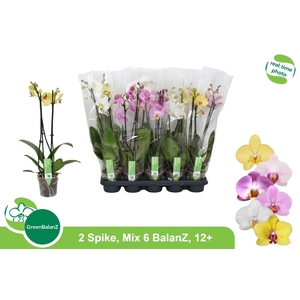 PHAL GEM 6 KL
