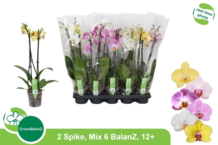 <h4>PHAL GEM 6 KL</h4>