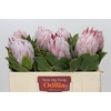 Protea Cynaroides