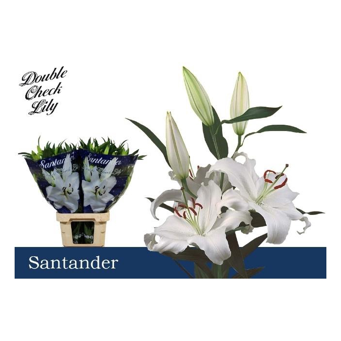 <h4>Li Or Santander</h4>