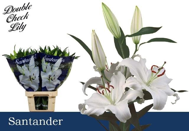 <h4>LI OR SANTANDER</h4>